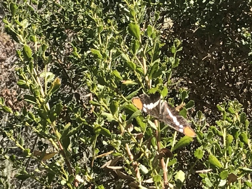 iNaturalist observation photo of California Sister