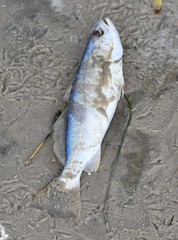 Cynoscion arenarius