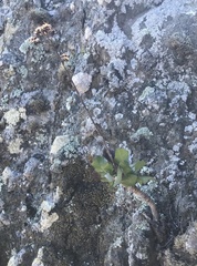 Munzothamnus blairii