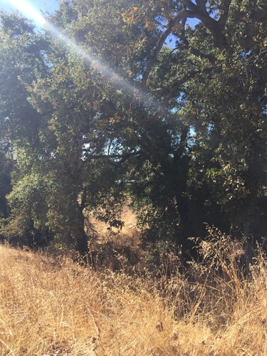 iNaturalist observation photo of Dumosae