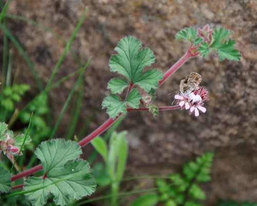 Image of Pelargonium capituliforme by (c) Tony Rebelo, some rights reserved (CC BY-SA)