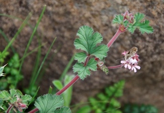 Pelargonium capituliforme