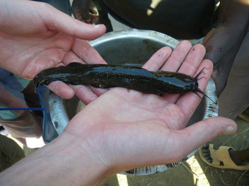 Snavelmeerval (Clarias theodorae) — Clariidae — 3