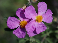 Cistus creticus