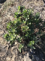 Munzothamnus blairii
