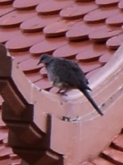 Streptopelia chinensis