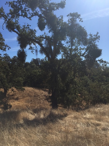 iNaturalist observation photo of oaks
