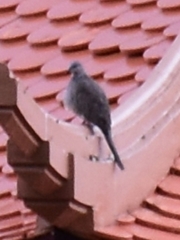 Streptopelia chinensis