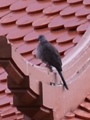 Streptopelia chinensis