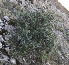 Ceanothus megacarpus insularis
