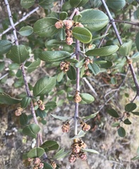 Ceanothus megacarpus insularis
