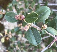 Ceanothus megacarpus insularis