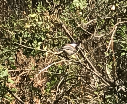 iNaturalist observation photo of Chestnut-backed Chickadee