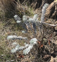 Acmispon argophyllus adsurgens
