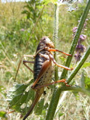 Psorodonotus fieberi