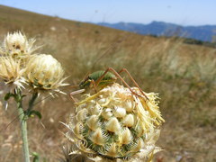 Ephippiger ephippiger