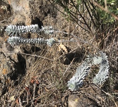 Acmispon argophyllus adsurgens