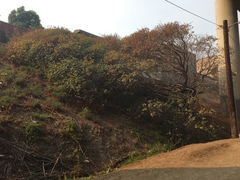 Aesculus californica