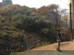 Aesculus californica