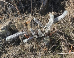Acmispon argophyllus adsurgens