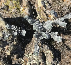 Acmispon argophyllus adsurgens
