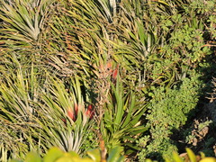 Fascicularia bicolor bicolor