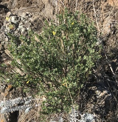 Acmispon dendroideus traskiae