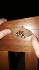 Automeropsis umbrata