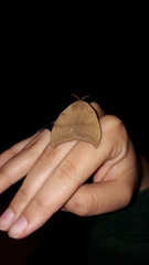 Automeropsis umbrata