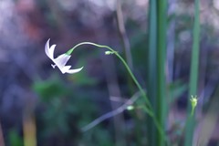 Wahlenbergia capillaris