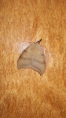 Automeropsis umbrata