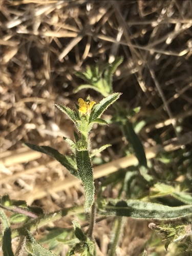 iNaturalist observation photo of Stinkwort
