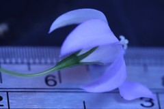 Wahlenbergia capillaris