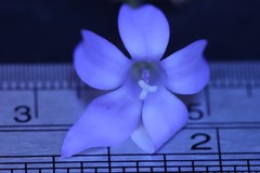 Wahlenbergia capillaris