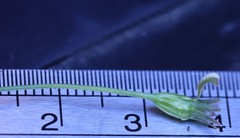 Wahlenbergia capillaris