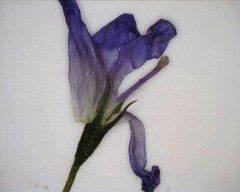 Wahlenbergia capillaris