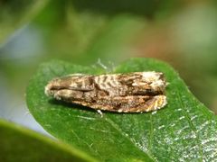 Grapholita janthinana