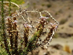 Mulguraea asparagoides