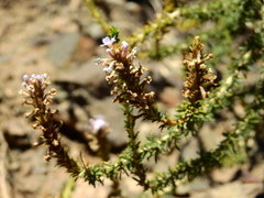 Mulguraea asparagoides