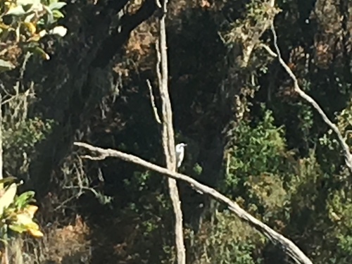 iNaturalist observation photo of Great Egret
