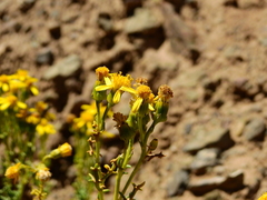 Senecio uspallatensis
