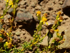 Senecio uspallatensis