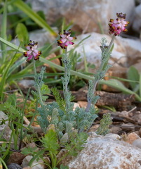 Platycapnos spicata