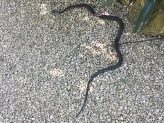 Cubophis caymanus