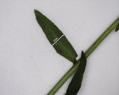 Wahlenbergia capillaris