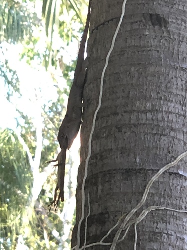 Crested Anole, SW 46th Terr, Miami, FL, US, photo 9 of 10