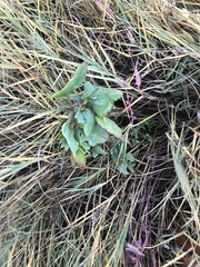Atriplex patula patula