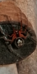 Steatoda nobilis