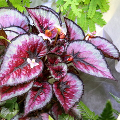 Begonia rex-cultorum