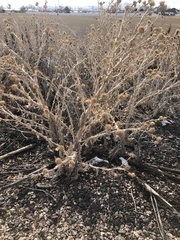 Onopordum acanthium